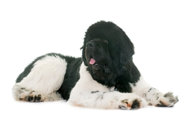 chien terre neuve noir et blanc