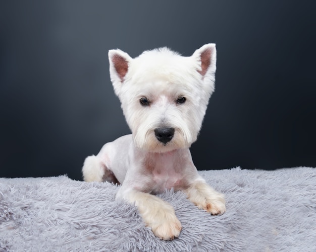 Le chien de terrier blanc des hautes terres de l'ouest se trouve sur un tapis gris contre un mur noir