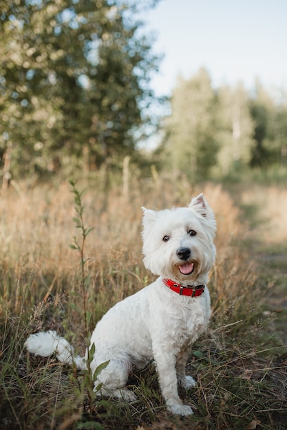 Chien de terrier blanc West Highland assis dans le champ