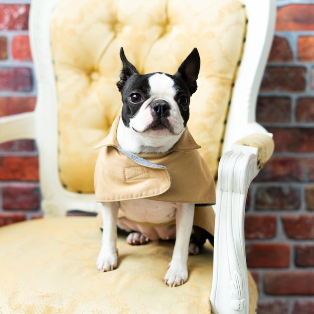 Un chien terrier de Boston assis sur une ancienne chaise à bras dans un studio.