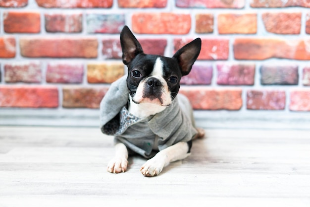 Un chien terrier de Boston posant dans un studio sur un fond blanc et sombre