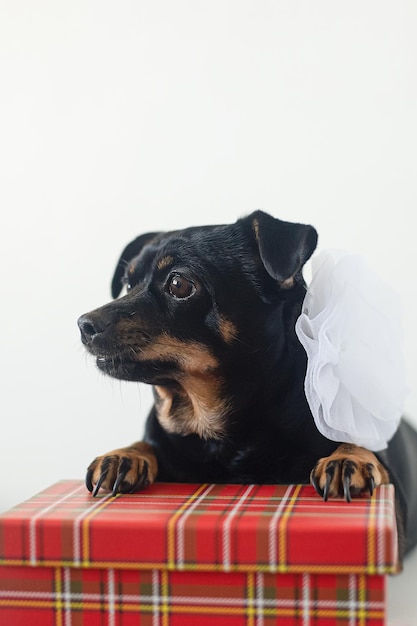 Chien A terrier Fêtes et événements Thèmes d'animaux Chien pur-sang sur fond blanc