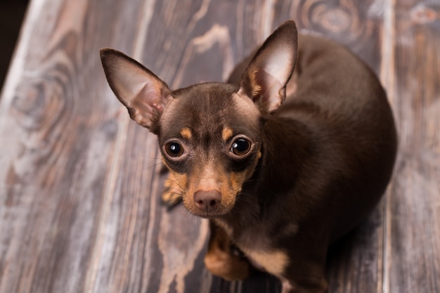 Chien terrier jouet russe