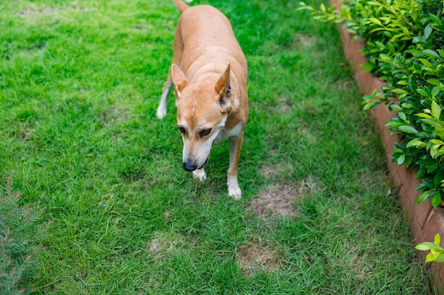 Chien thaï gallois de race heureux et actif à l'extérieur dans l'herbe