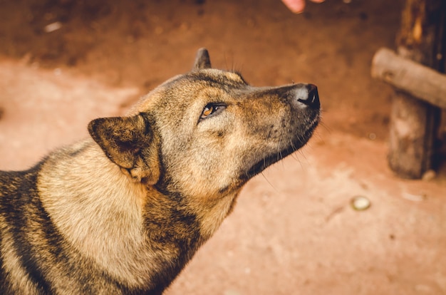 Chien thaïlandais brun sans abri dans la rue