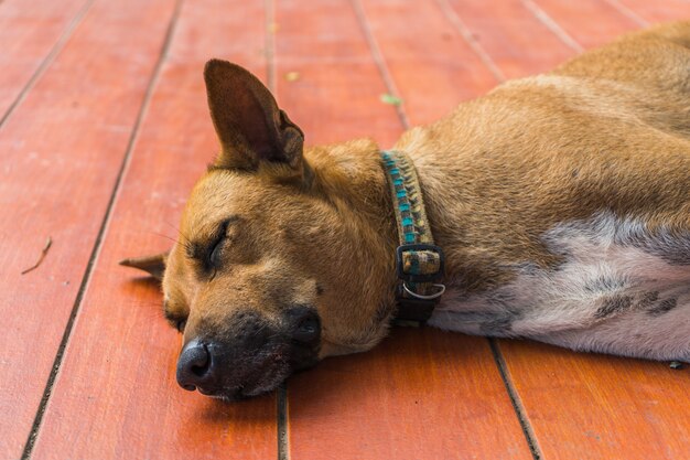 Chien thaïlandais brun sans abri dormir sur le sol