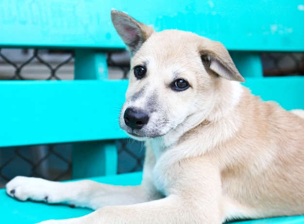 Chien thaïlandais dans le jardin, Thaïlande.