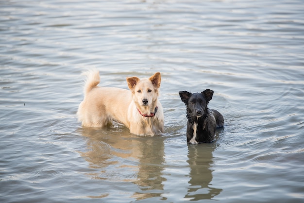 Chien thaïlandais nageant dans l&#39;eau