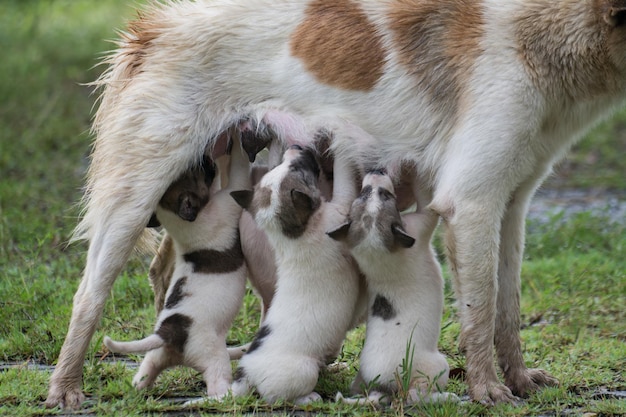 Chien thaïlandais nourrissant des chiots