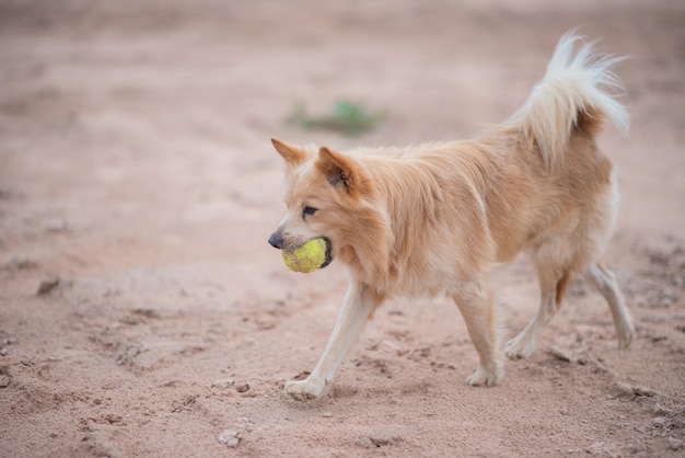 le chien tient la balle de tennis dans la bouche