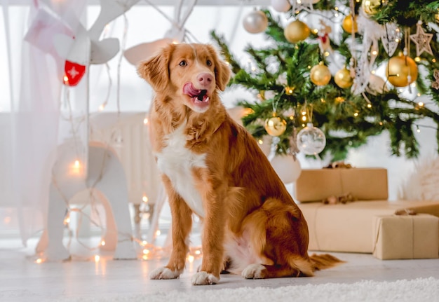 Chien Toller retriever à Noël assis sur le sol avec la bouche ouverte et regardant la caméra à la maison avec la décoration et les lumières festives du Nouvel An. Ambiance chienchien et arbre de Noël