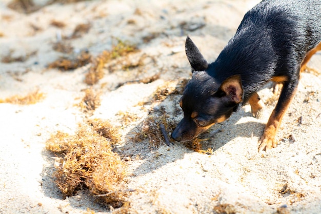 Le chien toy terrier se promène sur la plage de sable, reniflant