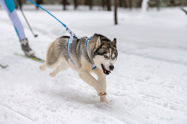 Chien de traîneau Husky dans le harnais