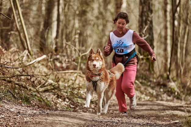 Chien de traîneau Husky de Sibérie en cours d'exécution dans le harnais tirant la jeune fille sur la route de campagne de la forêt d'automne