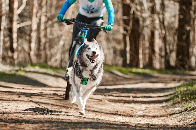 Chien de traîneau Husky de Sibérie en cours d'exécution dans le harnais tirant le vélo sur la terre sèche de la forêt d'automne bikejoring