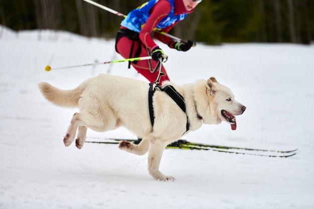 Chien de traîneau Husky tirant musher sur des skis