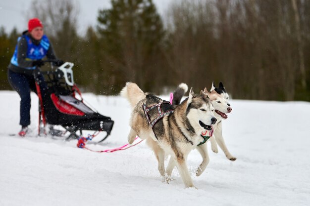 Chien de traîneau mushing en hiver