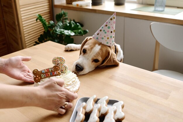 Chien traitant avec un gâteau d'anniversaire