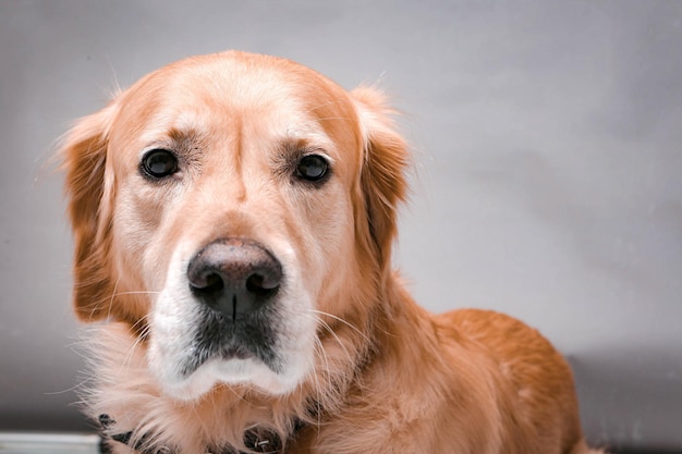 Chien très mignon et doux, golden retriever