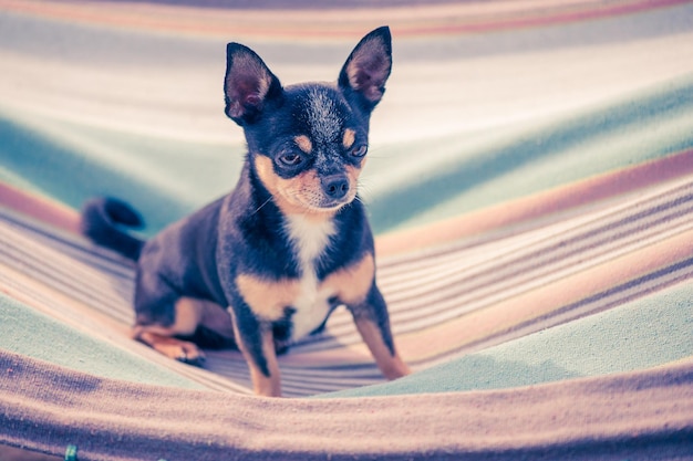 Chien tricolore Chihuahua dans un hamac par une journée ensoleillée L'animal se repose