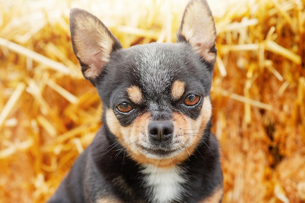 Chien tricolore Chihuahua sur un fond de paille Portrait d'un petit chien