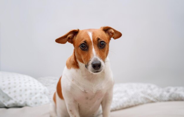 Photo un chien triste assis sur le lit et regardant la caméra.