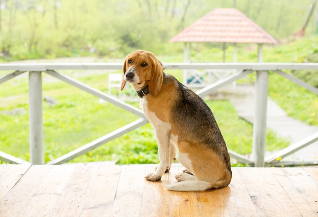 Chien triste assis seul sur le sol de la véranda.