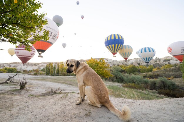 Chien triste avec des ballons en cappadoce