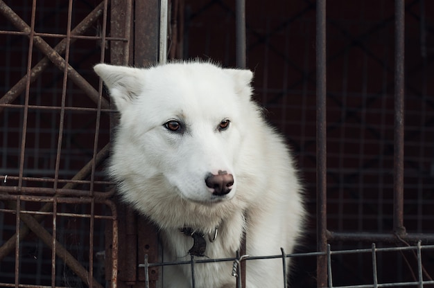 Chien triste en cage