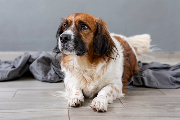 Chien triste grand angle à la recherche de suite