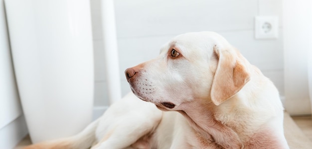 Chien triste à la maison chien labrador retriever couché