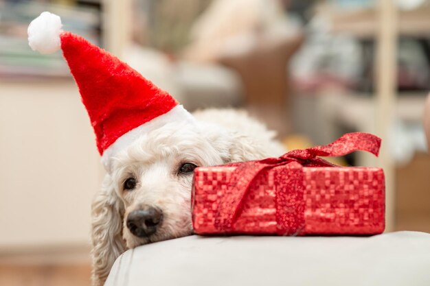 Un chien triste et pas gai dans un chapeau du Nouvel An près d'un cadeau