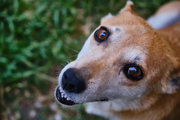 Photo chien triste semblant impuissant à l'appareil-photo