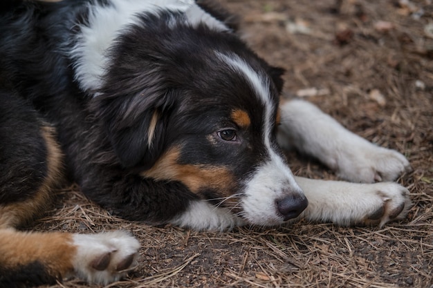 Chien triste solitaire abandonné sans-abri en plein air. Berger australien chiot trois couleurs chien se coucher sur l'herbe.