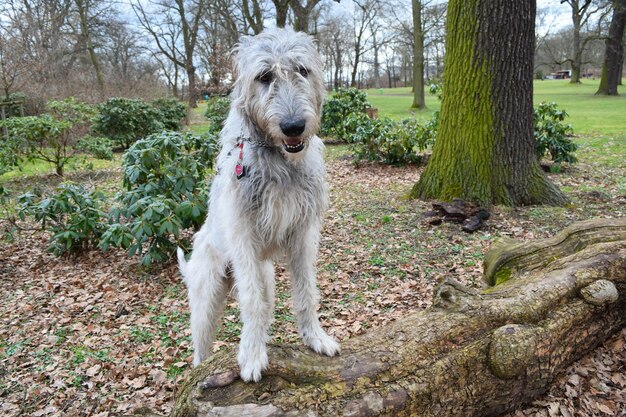 Chien sur le tronc d'un arbre dans la forêt