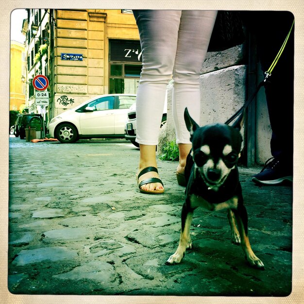 Photo chien sur le trottoir