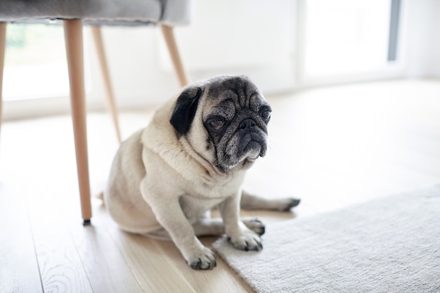 Chien de vadrouille triste assis sous une chaise, carlin fatigué sur le sol