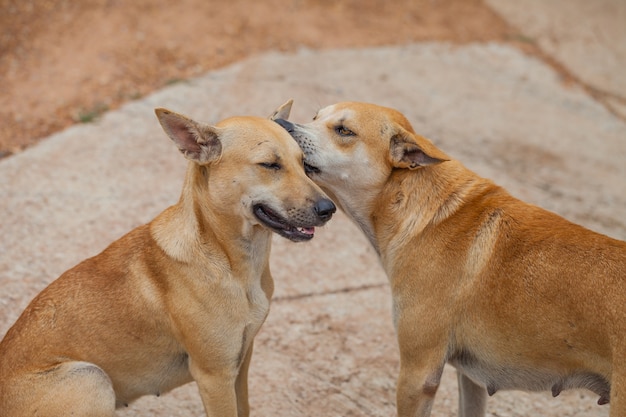 Le chien vérifie les puces et les tiques