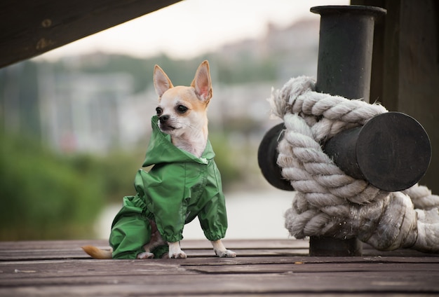 Un chien en vêtements élégants d&#39;automne sur une promenade.