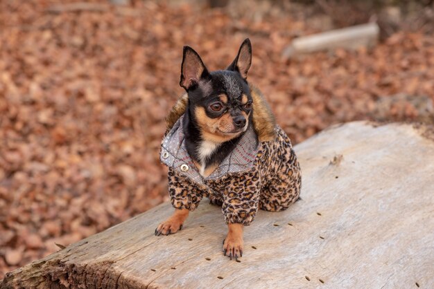 Chien en vêtements pour une promenade. adorable chien chihuahua à l'extérieur dans un pull. Chien en hiver ou en automne