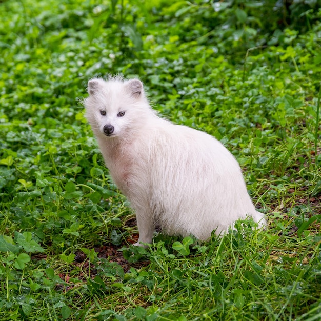 chien viverrin commun blanc