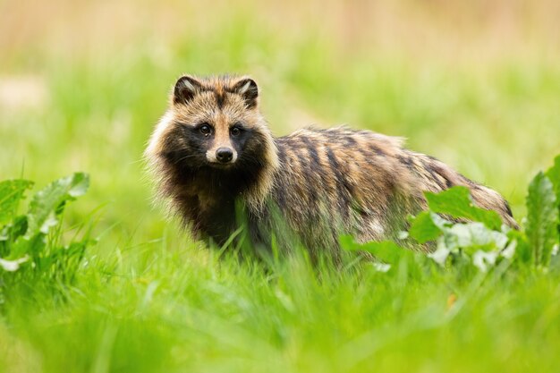 Chien viverrin à l'écart sur un pré en été