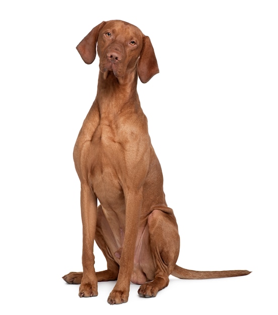 Chien Vizla (17 mois)