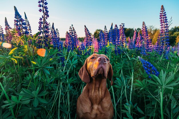 Chien vizsla hongrois au coucher du soleil et fleurs lupins