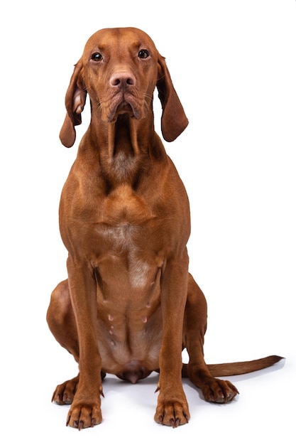 Chien vizsla hongrois isolé