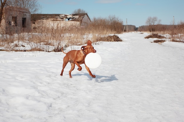 Chien vizsla hongrois pour une promenade