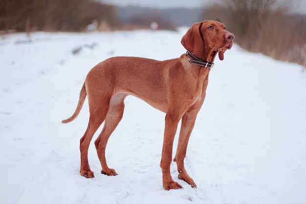 Chien vizsla hongrois pour une promenade