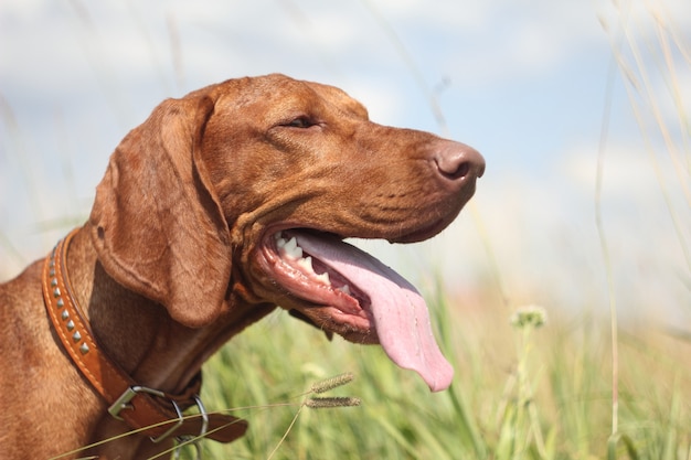 Chien vizsla hongrois