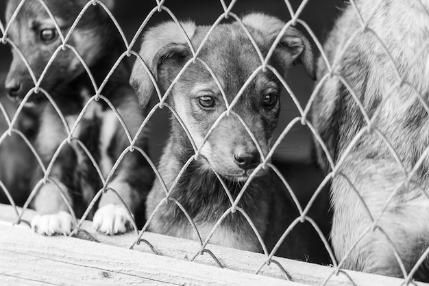Photo le chien vu à travers la clôture à chaînes