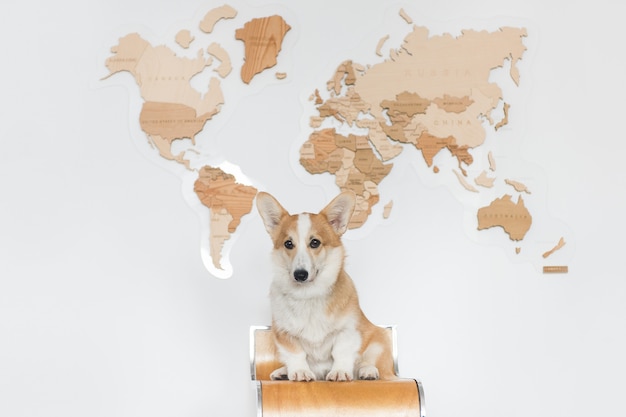 Chien welsh corgi assis sur fond blanc avec une carte en bois. Le petit animal corgi veut voyager et attendre les aventures.